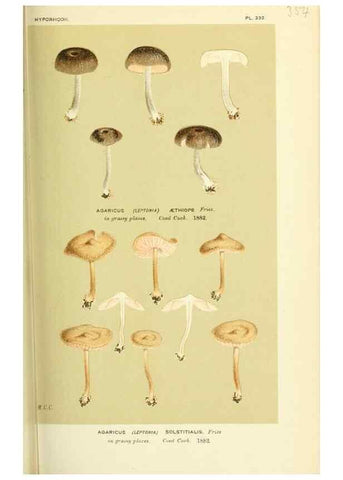 Reproducción/Reproduction 8723369566: Illustrations of British Fungi (Hymenomycetes), to serve as an atlas to the ""Handbook of British Fungi"".. LondonWilliams and Norgate1881-91