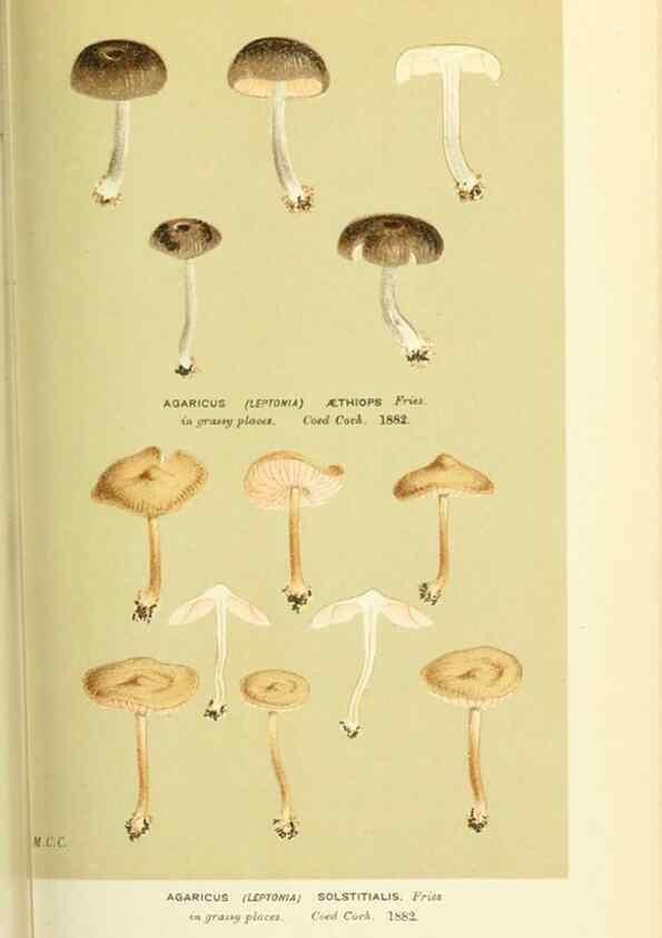 Reproducción/Reproduction 8723369566: Illustrations of British Fungi (Hymenomycetes), to serve as an atlas to the ""Handbook of British Fungi"".. LondonWilliams and Norgate1881-91