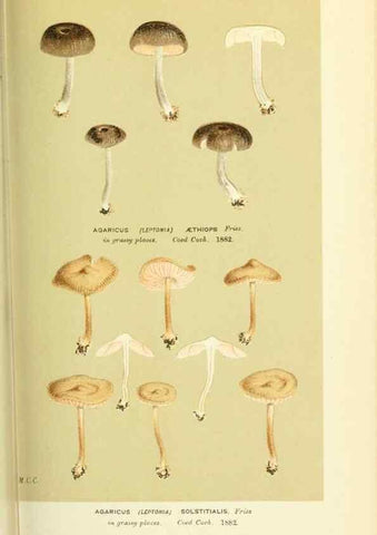 Reproducción/Reproduction 8723369566: Illustrations of British Fungi (Hymenomycetes), to serve as an atlas to the ""Handbook of British Fungi"".. LondonWilliams and Norgate1881-91