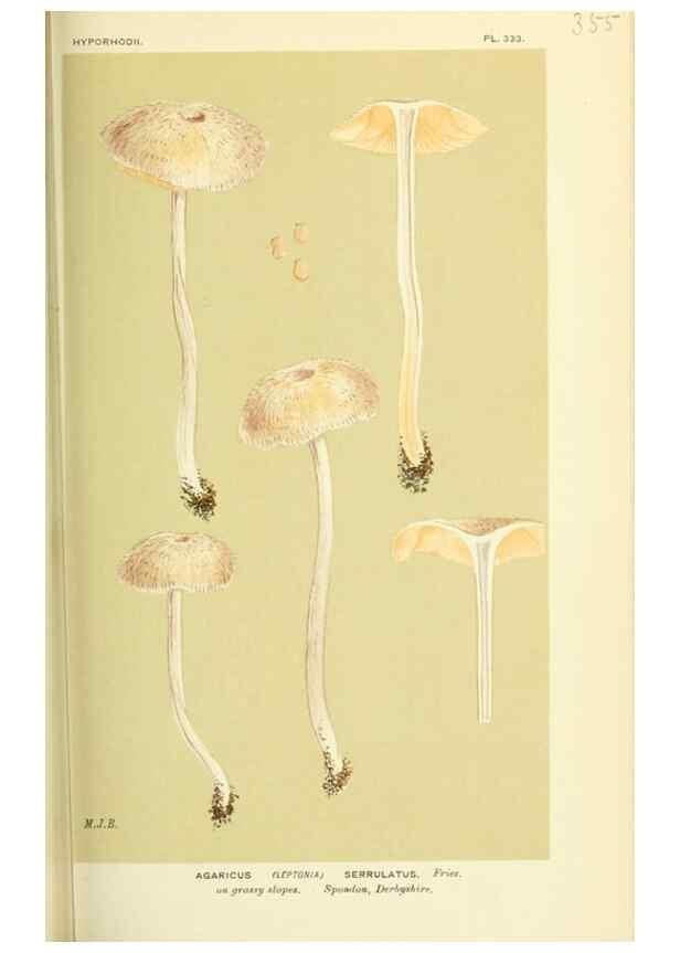 Reproducción/Reproduction 8723369850: Illustrations of British Fungi (Hymenomycetes), to serve as an atlas to the ""Handbook of British Fungi"".. LondonWilliams and Norgate1881-91