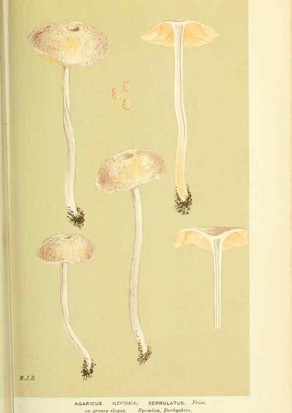Reproducción/Reproduction 8723369850: Illustrations of British Fungi (Hymenomycetes), to serve as an atlas to the ""Handbook of British Fungi"".. LondonWilliams and Norgate1881-91