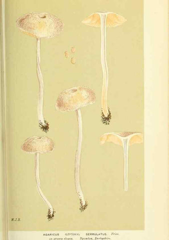 Reproducción/Reproduction 8723369850: Illustrations of British Fungi (Hymenomycetes), to serve as an atlas to the ""Handbook of British Fungi"".. LondonWilliams and Norgate1881-91