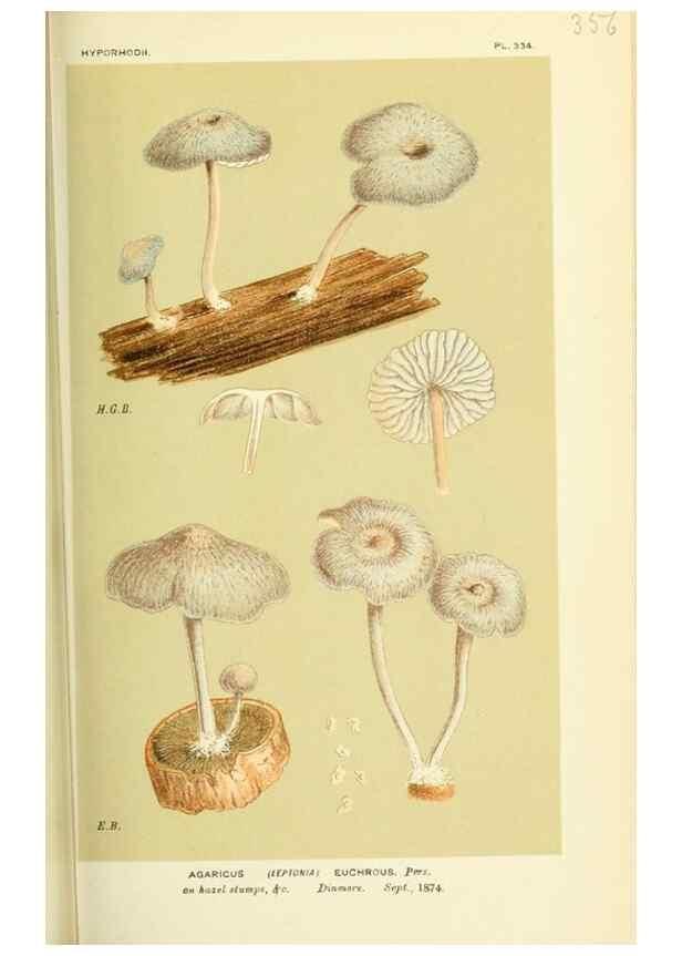 Reproducción/Reproduction 8722250529: Illustrations of British Fungi (Hymenomycetes), to serve as an atlas to the ""Handbook of British Fungi"".. LondonWilliams and Norgate1881-91