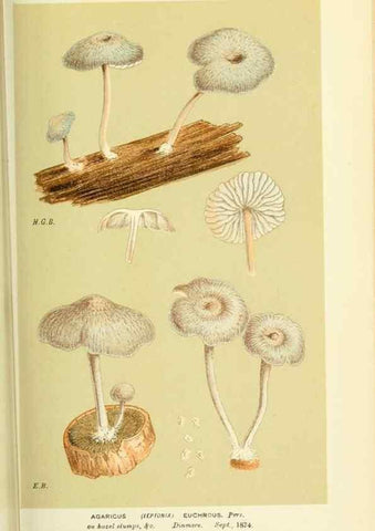 Reproducción/Reproduction 8722250529: Illustrations of British Fungi (Hymenomycetes), to serve as an atlas to the ""Handbook of British Fungi"".. LondonWilliams and Norgate1881-91
