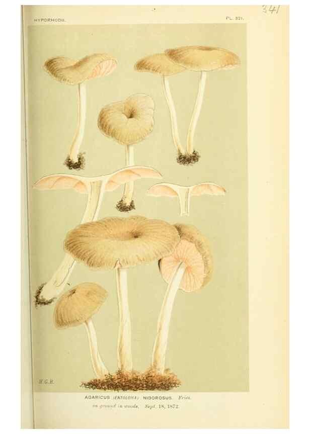 Reproducción/Reproduction 8723365278: Illustrations of British Fungi (Hymenomycetes), to serve as an atlas to the ""Handbook of British Fungi"".. LondonWilliams and Norgate1881-91