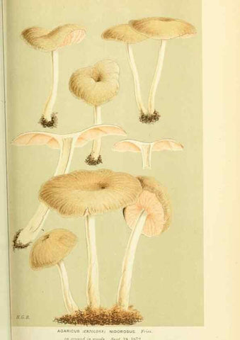 Reproducción/Reproduction 8723365278: Illustrations of British Fungi (Hymenomycetes), to serve as an atlas to the ""Handbook of British Fungi"".. LondonWilliams and Norgate1881-91
