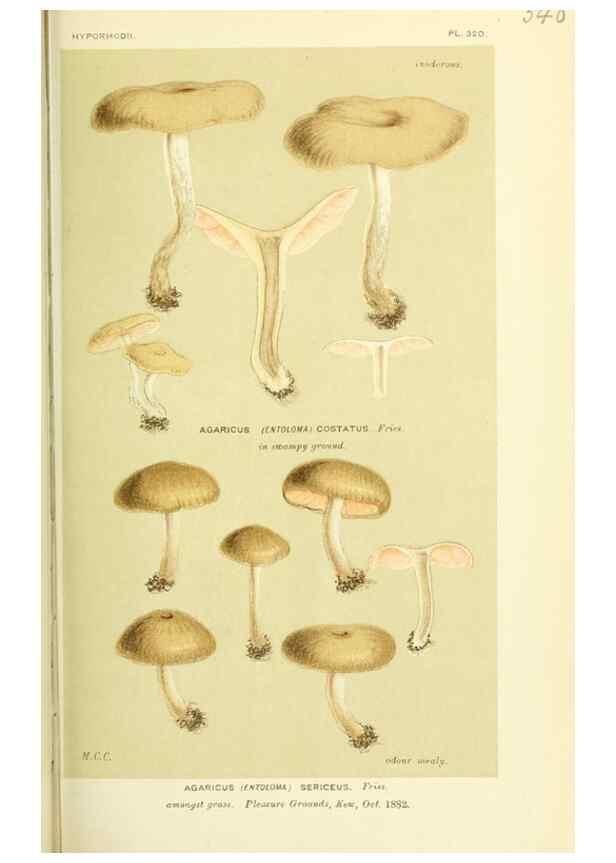 Reproducción/Reproduction 8723364800: Illustrations of British Fungi (Hymenomycetes), to serve as an atlas to the ""Handbook of British Fungi"".. LondonWilliams and Norgate1881-91