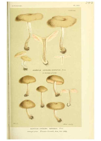 Reproducción/Reproduction 8723364800: Illustrations of British Fungi (Hymenomycetes), to serve as an atlas to the ""Handbook of British Fungi"".. LondonWilliams and Norgate1881-91