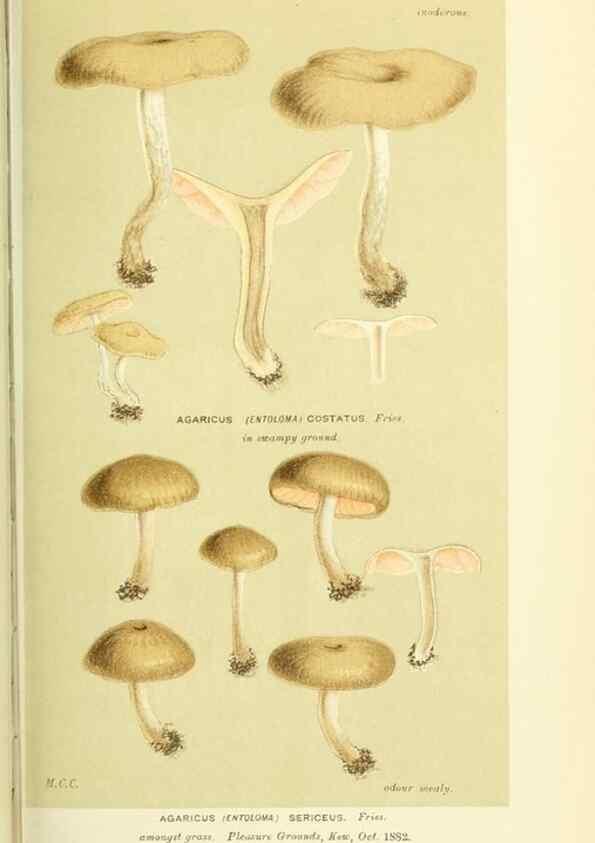 Reproducción/Reproduction 8723364800: Illustrations of British Fungi (Hymenomycetes), to serve as an atlas to the ""Handbook of British Fungi"".. LondonWilliams and Norgate1881-91