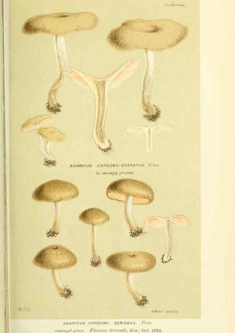 Reproducción/Reproduction 8723364800: Illustrations of British Fungi (Hymenomycetes), to serve as an atlas to the ""Handbook of British Fungi"".. LondonWilliams and Norgate1881-91