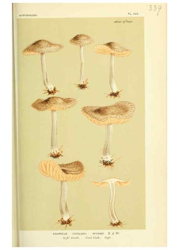 Reproducción/Reproduction 8722244983: Illustrations of British Fungi (Hymenomycetes), to serve as an atlas to the ""Handbook of British Fungi"".. LondonWilliams and Norgate1881-91