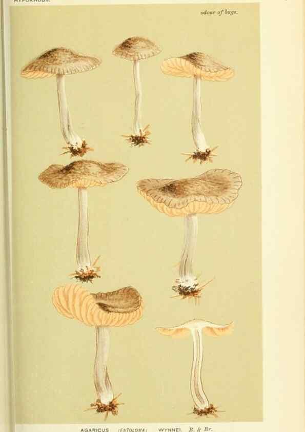 Reproducción/Reproduction 8722244983: Illustrations of British Fungi (Hymenomycetes), to serve as an atlas to the ""Handbook of British Fungi"".. LondonWilliams and Norgate1881-91