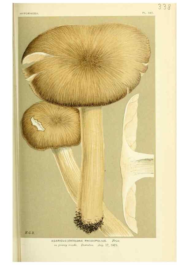 Reproducción/Reproduction 8723364200: Illustrations of British Fungi (Hymenomycetes), to serve as an atlas to the ""Handbook of British Fungi"".. LondonWilliams and Norgate1881-91