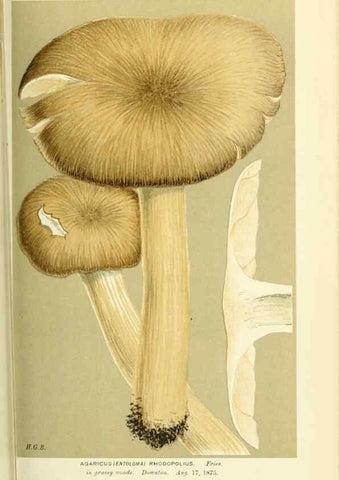 Reproducción/Reproduction 8723364200: Illustrations of British Fungi (Hymenomycetes), to serve as an atlas to the ""Handbook of British Fungi"".. LondonWilliams and Norgate1881-91