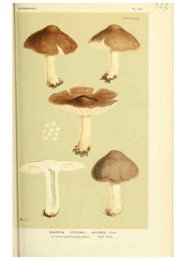 Reproducción/Reproduction 8723358558: Illustrations of British Fungi (Hymenomycetes), to serve as an atlas to the ""Handbook of British Fungi"".. LondonWilliams and Norgate1881-91