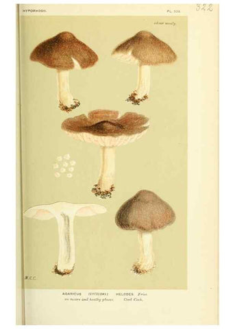 Reproducción/Reproduction 8723358558: Illustrations of British Fungi (Hymenomycetes), to serve as an atlas to the ""Handbook of British Fungi"".. LondonWilliams and Norgate1881-91