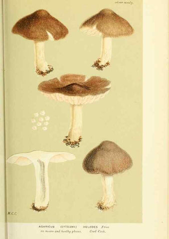 Reproducción/Reproduction 8723358558: Illustrations of British Fungi (Hymenomycetes), to serve as an atlas to the ""Handbook of British Fungi"".. LondonWilliams and Norgate1881-91