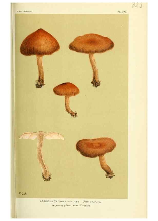Reproducción/Reproduction 8723358914: Illustrations of British Fungi (Hymenomycetes), to serve as an atlas to the ""Handbook of British Fungi"".. LondonWilliams and Norgate1881-91