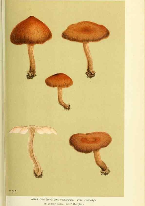 Reproducción/Reproduction 8723358914: Illustrations of British Fungi (Hymenomycetes), to serve as an atlas to the ""Handbook of British Fungi"".. LondonWilliams and Norgate1881-91