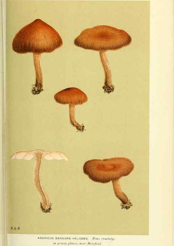 Reproducción/Reproduction 8723358914: Illustrations of British Fungi (Hymenomycetes), to serve as an atlas to the ""Handbook of British Fungi"".. LondonWilliams and Norgate1881-91