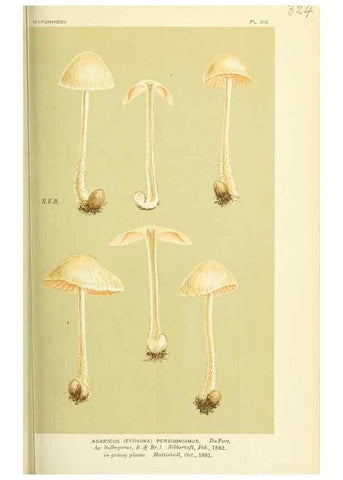 Reproducción/Reproduction 8722239395: Illustrations of British Fungi (Hymenomycetes), to serve as an atlas to the ""Handbook of British Fungi"".. LondonWilliams and Norgate1881-91