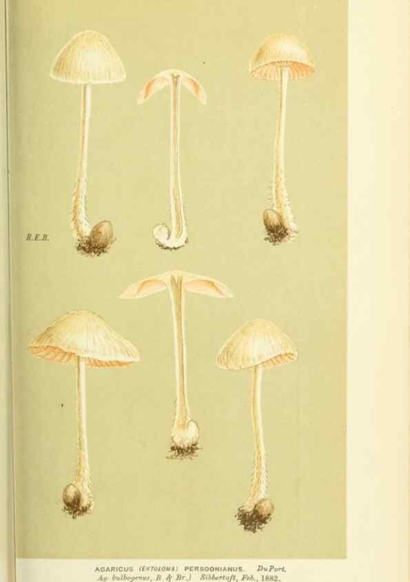 Reproducción/Reproduction 8722239395: Illustrations of British Fungi (Hymenomycetes), to serve as an atlas to the ""Handbook of British Fungi"".. LondonWilliams and Norgate1881-91