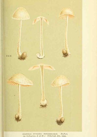 Reproducción/Reproduction 8722239395: Illustrations of British Fungi (Hymenomycetes), to serve as an atlas to the ""Handbook of British Fungi"".. LondonWilliams and Norgate1881-91