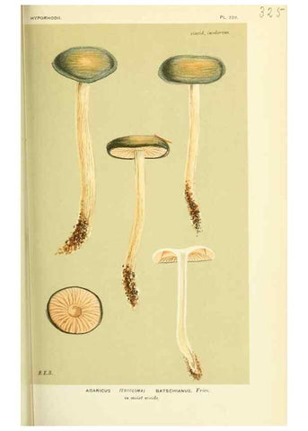Reproducción/Reproduction 8722239941: Illustrations of British Fungi (Hymenomycetes), to serve as an atlas to the ""Handbook of British Fungi"".. LondonWilliams and Norgate1881-91