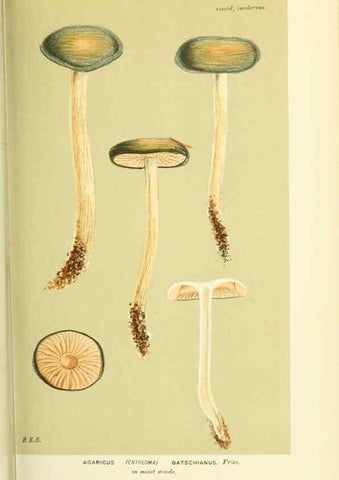 Reproducción/Reproduction 8722239941: Illustrations of British Fungi (Hymenomycetes), to serve as an atlas to the ""Handbook of British Fungi"".. LondonWilliams and Norgate1881-91