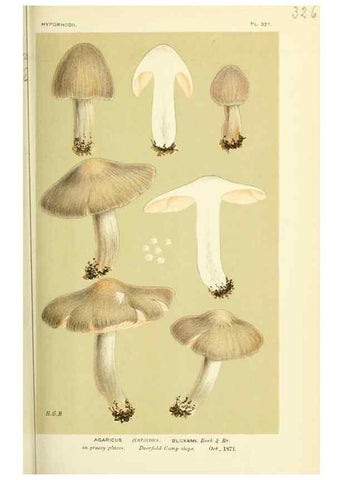 Reproducción/Reproduction 8723360048: Illustrations of British Fungi (Hymenomycetes), to serve as an atlas to the ""Handbook of British Fungi"".. LondonWilliams and Norgate1881-91