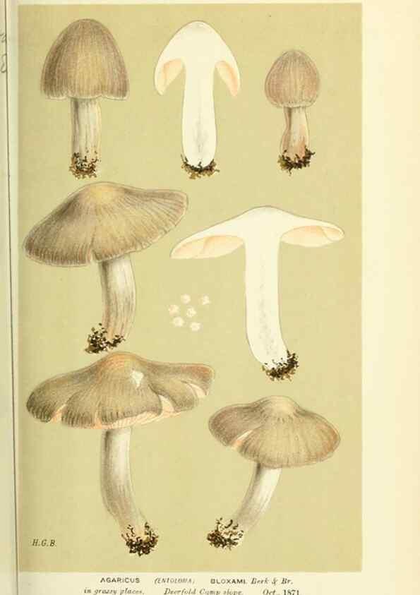 Reproducción/Reproduction 8723360048: Illustrations of British Fungi (Hymenomycetes), to serve as an atlas to the ""Handbook of British Fungi"".. LondonWilliams and Norgate1881-91