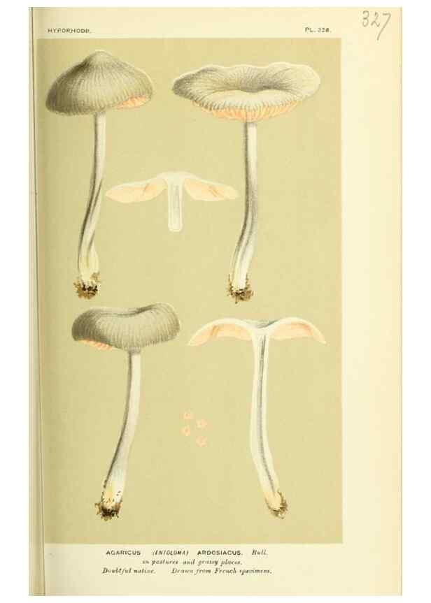 Reproducción/Reproduction 8722240615: Illustrations of British Fungi (Hymenomycetes), to serve as an atlas to the ""Handbook of British Fungi"".. LondonWilliams and Norgate1881-91