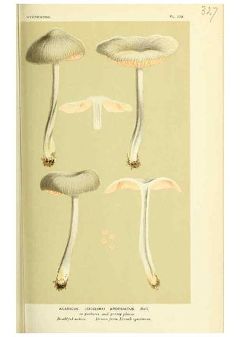 Reproducción/Reproduction 8722240615: Illustrations of British Fungi (Hymenomycetes), to serve as an atlas to the ""Handbook of British Fungi"".. LondonWilliams and Norgate1881-91