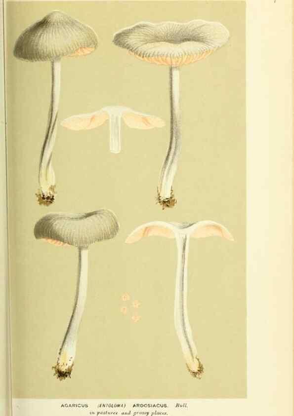 Reproducción/Reproduction 8722240615: Illustrations of British Fungi (Hymenomycetes), to serve as an atlas to the ""Handbook of British Fungi"".. LondonWilliams and Norgate1881-91