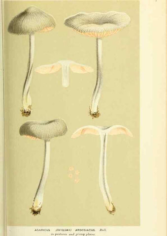 Reproducción/Reproduction 8722240615: Illustrations of British Fungi (Hymenomycetes), to serve as an atlas to the ""Handbook of British Fungi"".. LondonWilliams and Norgate1881-91