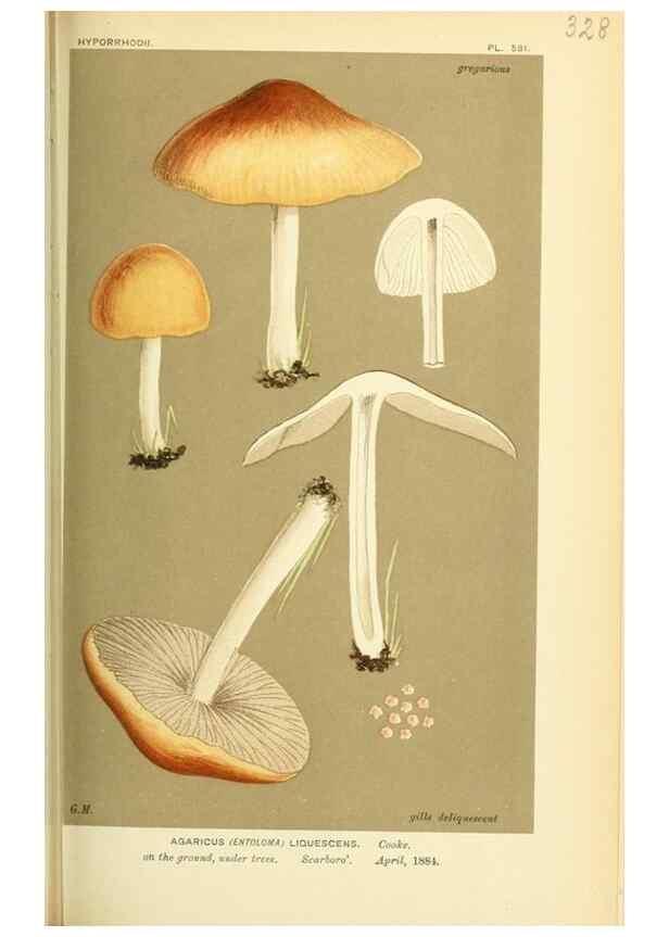 Reproducción/Reproduction 8723360830: Illustrations of British Fungi (Hymenomycetes), to serve as an atlas to the ""Handbook of British Fungi"".. LondonWilliams and Norgate1881-91