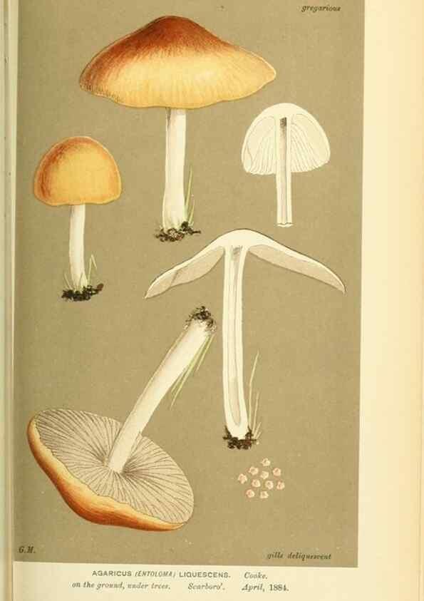 Reproducción/Reproduction 8723360830: Illustrations of British Fungi (Hymenomycetes), to serve as an atlas to the ""Handbook of British Fungi"".. LondonWilliams and Norgate1881-91