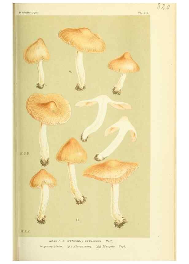 Reproducción/Reproduction 8722238029: Illustrations of British Fungi (Hymenomycetes), to serve as an atlas to the ""Handbook of British Fungi"".. LondonWilliams and Norgate1881-91