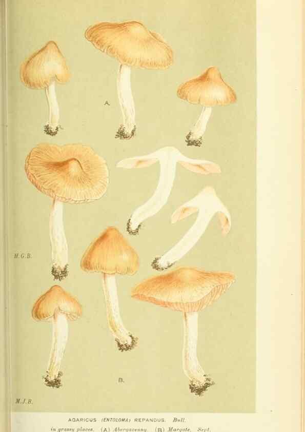 Reproducción/Reproduction 8722238029: Illustrations of British Fungi (Hymenomycetes), to serve as an atlas to the ""Handbook of British Fungi"".. LondonWilliams and Norgate1881-91