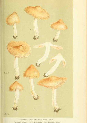 Reproducción/Reproduction 8722238029: Illustrations of British Fungi (Hymenomycetes), to serve as an atlas to the ""Handbook of British Fungi"".. LondonWilliams and Norgate1881-91