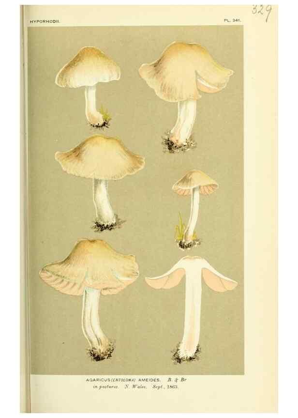 Reproducción/Reproduction 8723361136: Illustrations of British Fungi (Hymenomycetes), to serve as an atlas to the ""Handbook of British Fungi"".. LondonWilliams and Norgate1881-91