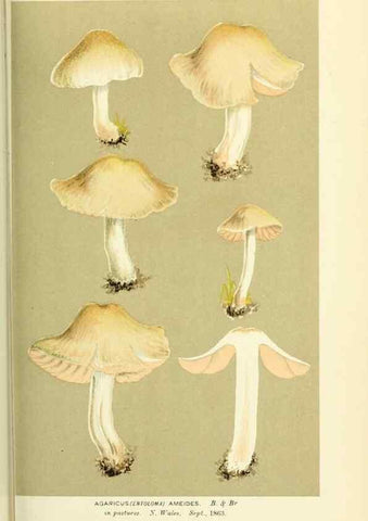 Reproducción/Reproduction 8723361136: Illustrations of British Fungi (Hymenomycetes), to serve as an atlas to the ""Handbook of British Fungi"".. LondonWilliams and Norgate1881-91