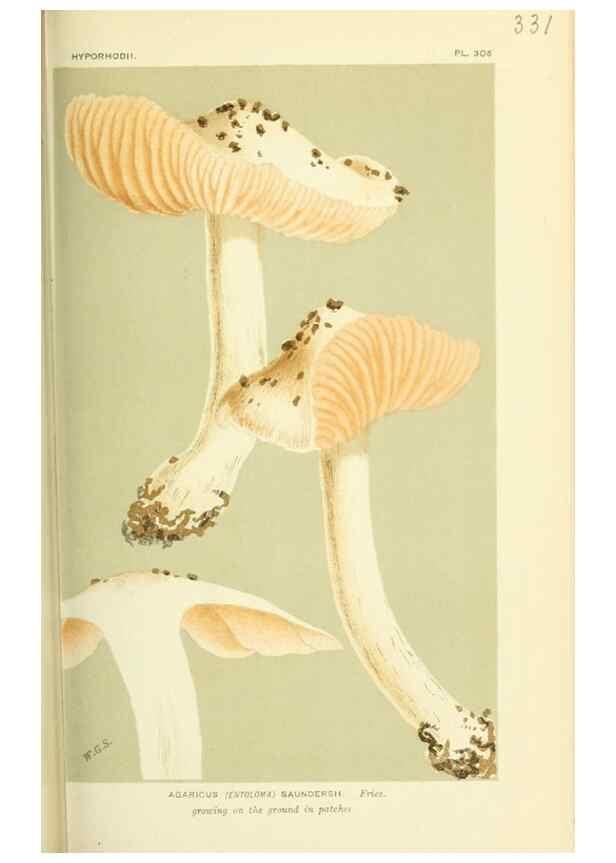 Reproducción/Reproduction 8723361860: Illustrations of British Fungi (Hymenomycetes), to serve as an atlas to the ""Handbook of British Fungi"".. LondonWilliams and Norgate1881-91