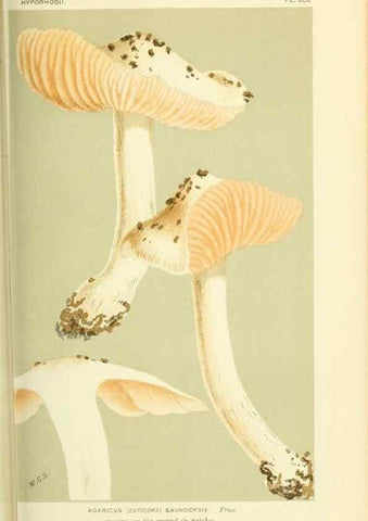 Reproducción/Reproduction 8723361860: Illustrations of British Fungi (Hymenomycetes), to serve as an atlas to the ""Handbook of British Fungi"".. LondonWilliams and Norgate1881-91