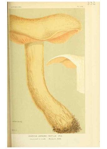 Reproducción/Reproduction 8723362208: Illustrations of British Fungi (Hymenomycetes), to serve as an atlas to the ""Handbook of British Fungi"".. LondonWilliams and Norgate1881-91