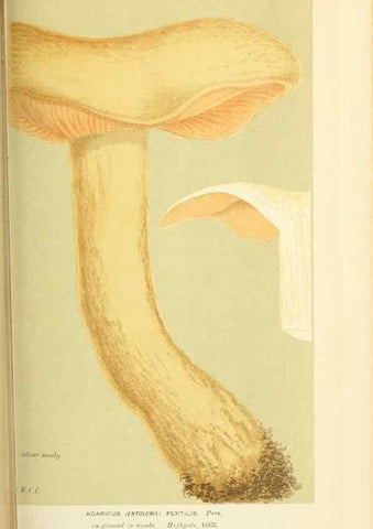 Reproducción/Reproduction 8723362208: Illustrations of British Fungi (Hymenomycetes), to serve as an atlas to the ""Handbook of British Fungi"".. LondonWilliams and Norgate1881-91