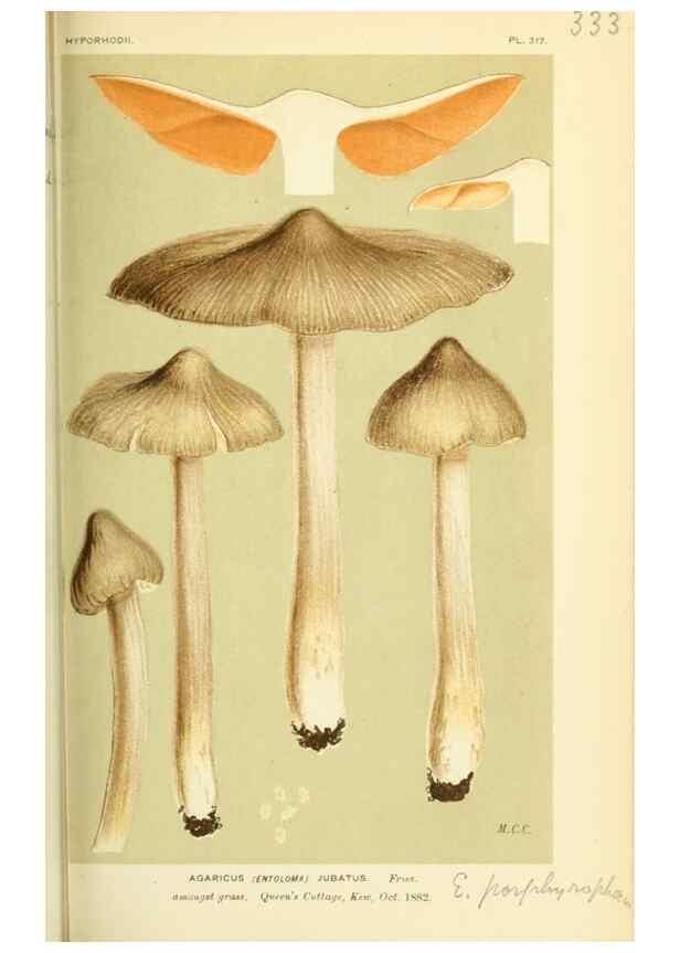 Reproducción/Reproduction 8723362568: Illustrations of British Fungi (Hymenomycetes), to serve as an atlas to the ""Handbook of British Fungi"".. LondonWilliams and Norgate1881-91