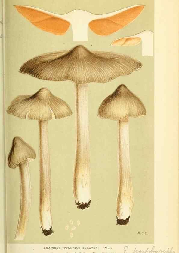 Reproducción/Reproduction 8723362568: Illustrations of British Fungi (Hymenomycetes), to serve as an atlas to the ""Handbook of British Fungi"".. LondonWilliams and Norgate1881-91