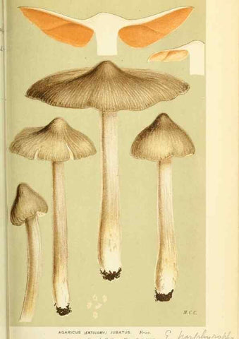 Reproducción/Reproduction 8723362568: Illustrations of British Fungi (Hymenomycetes), to serve as an atlas to the ""Handbook of British Fungi"".. LondonWilliams and Norgate1881-91