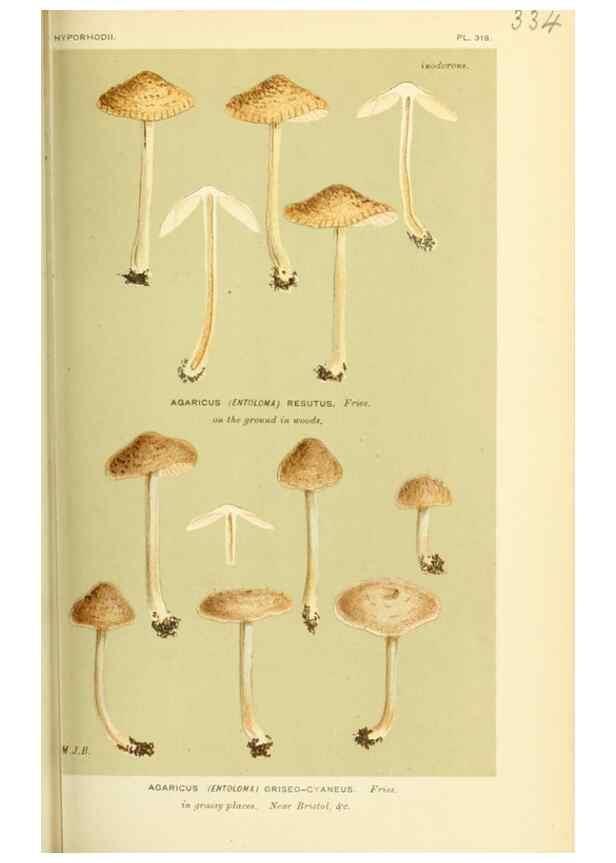 Reproducción/Reproduction 8722243199: Illustrations of British Fungi (Hymenomycetes), to serve as an atlas to the ""Handbook of British Fungi"".. LondonWilliams and Norgate1881-91